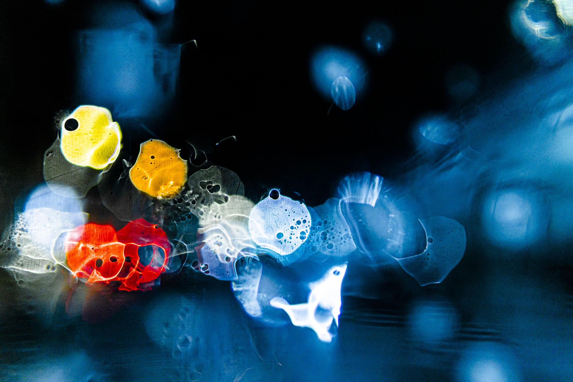 Fishes